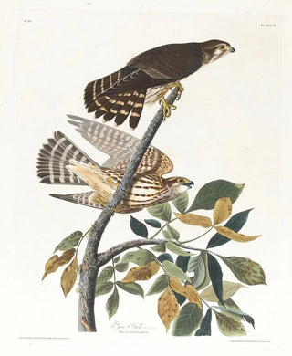 John James Audubon - Pigeon hawk.webp