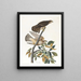 Pigeon Buse - John James Audubon — framed artwork on a wall