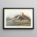 Pygmy Curlew - John James Audubon — framed artwork on a wall