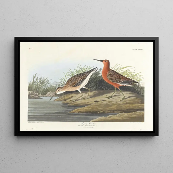 Pygmy Curlew - John James Audubon — framed artwork on a wall