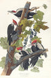 Red-headed Woodpecker - John James Audubon — artwork view