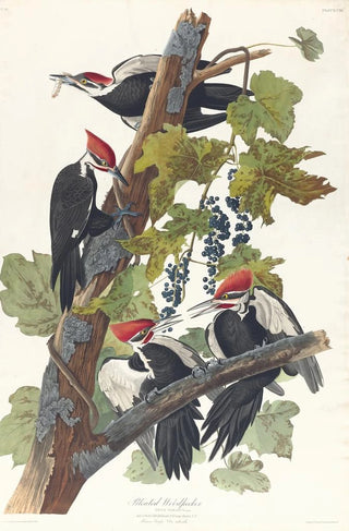 Red-headed Woodpecker - John James Audubon — artwork view