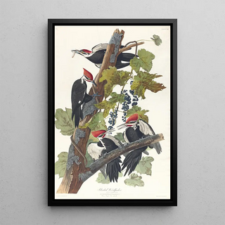 Red-headed Woodpecker - John James Audubon — framed artwork on a wall