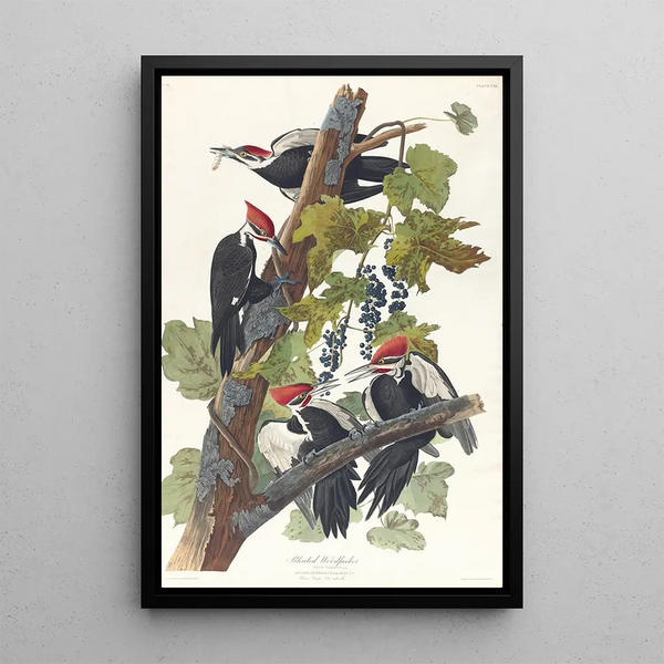 Red-headed Woodpecker - John James Audubon — framed artwork on a wall