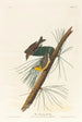 Pin Warbler - John James Audubon — artwork view