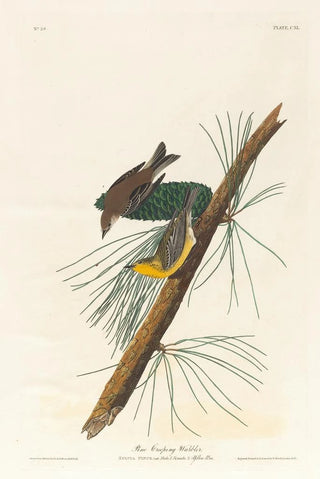 Pin Warbler - John James Audubon — artwork view