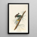 Pin Warbler - John James Audubon — framed artwork on a wall