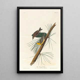 Pin Warbler - John James Audubon — framed artwork on a wall