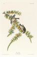 Pinson des pins - John James Audubon — artwork view