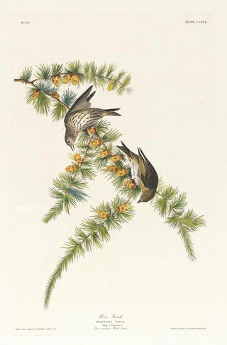 Pinson des pins - John James Audubon — artwork view