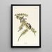 Pinson des pins - John James Audubon — framed artwork on a wall