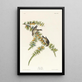 Pinson des pins - John James Audubon — framed artwork on a wall