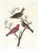 Durbec des sapins painting - John James Audubon — artwork view