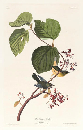 Marsh Warbler - John James Audubon — artwork view