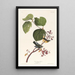 Marsh Warbler - John James Audubon — framed artwork on a wall