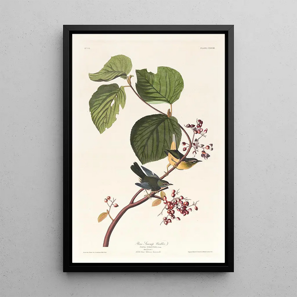 Marsh Warbler - John James Audubon — framed artwork on a wall