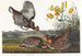 Grouse with Feathers - John James Audubon — artwork view