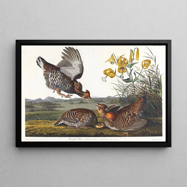 Grouse with Feathers - John James Audubon — framed artwork on a wall