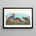 Perdrix huppée, Perdrix à pattes épaisses - John James Audubon — framed artwork on a wall