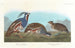 Perdrix huppée, Perdrix à pattes épaisses - John James Audubon — artwork view