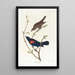 Prairie Starling - John James Audubon — framed artwork on a wall