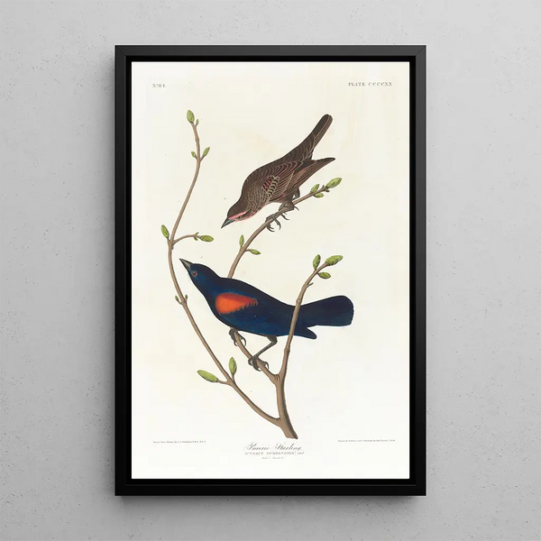 Prairie Starling - John James Audubon — framed artwork on a wall