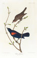 Prairie Starling - John James Audubon — artwork view