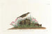 Alouette des prairies - John James Audubon — artwork view