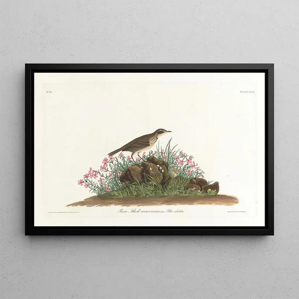 Alouette des prairies - John James Audubon — framed artwork on a wall