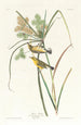 Prairie Warbler - John James Audubon — artwork view