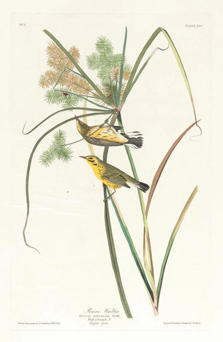 Prairie Warbler - John James Audubon — artwork view