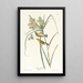 Prairie Warbler - John James Audubon — framed artwork on a wall
