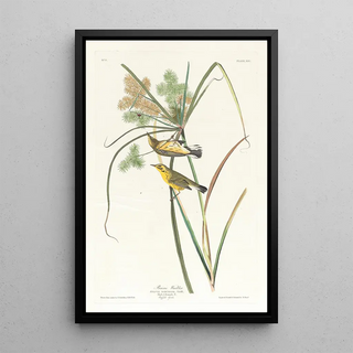 Prairie Warbler - John James Audubon — framed artwork on a wall
