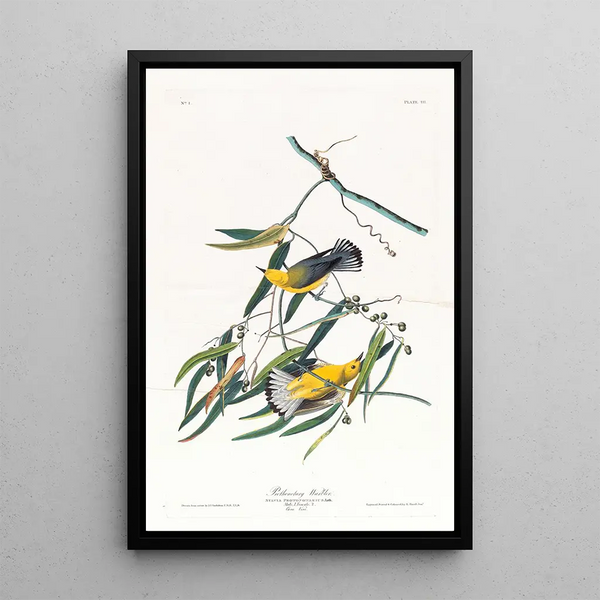 Paruline orangée - John James Audubon — framed artwork on a wall