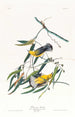 Paruline orangée - John James Audubon — artwork view