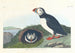 Macareux Painting - John James Audubon — artwork view
