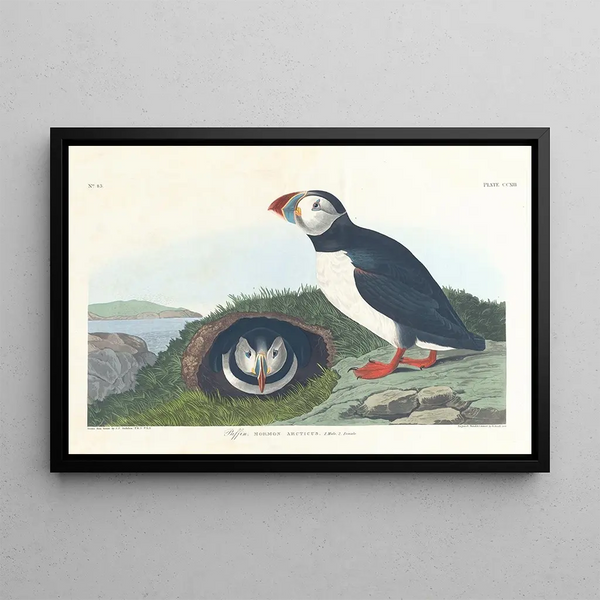 Macareux Painting - John James Audubon — framed artwork on a wall