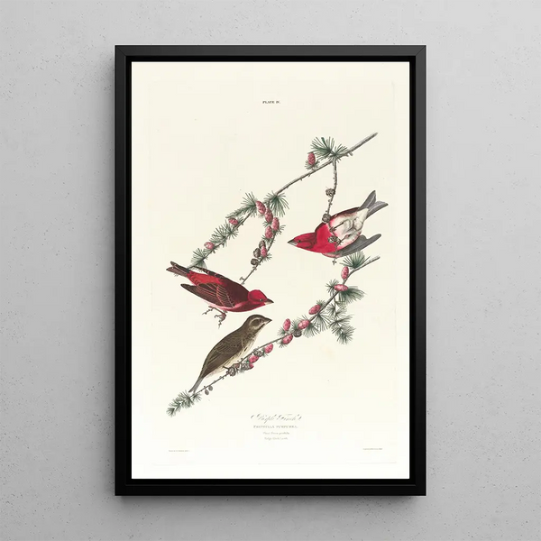 Roselin pourpré - John James Audubon — framed artwork on a wall