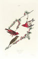 Roselin pourpré - John James Audubon — artwork view