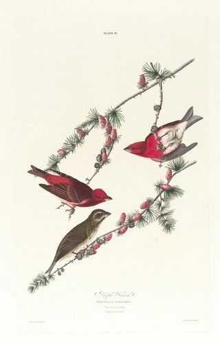 Roselin pourpré - John James Audubon — artwork view