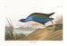 Talève violacée - John James Audubon — artwork view