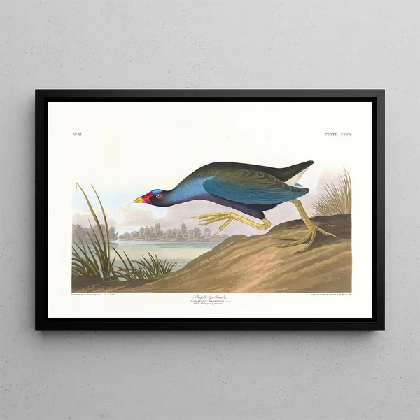 Talève violacée - John James Audubon — framed artwork on a wall