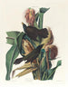 Quiscale pourpre - John James Audubon — artwork view