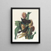 Quiscale pourpre - John James Audubon — framed artwork on a wall