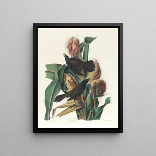 John James Audubon - Purple grackle.webp