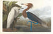 Heron foré pourpré - John James Audubon — artwork view