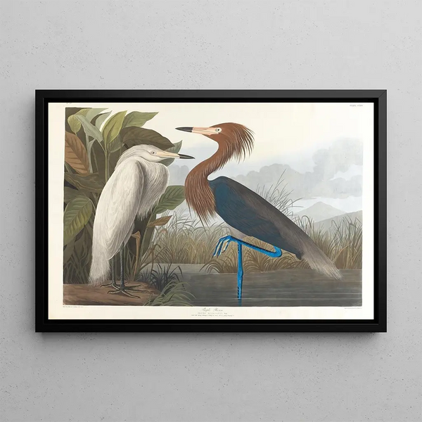 Heron foré pourpré - John James Audubon — framed artwork on a wall