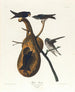 Hirondelle pourprée - John James Audubon — artwork view