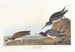 Bécasseau violet - John James Audubon — artwork view
