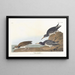 Bécasseau violet - John James Audubon — framed artwork on a wall